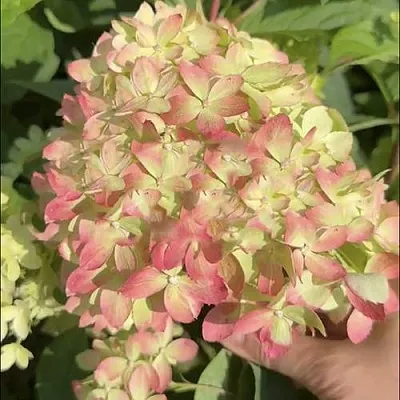 Гортензия ЛИТТЛ ЛАВ метельчатая  Гортензия ЛИТТЛ ЛАВ метельчатая в Омске