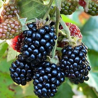 Ежевика ОУАЧИТА бесшипная  Ежевика ОУАЧИТА бесшипная в Омске