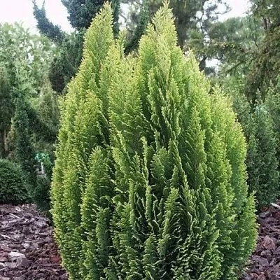 Кипарисовик ЭЛВУДИ ЭМПАЙР лавсана  Кипарисовик ЭЛВУДИ ЭМПАЙР лавсана в Омске