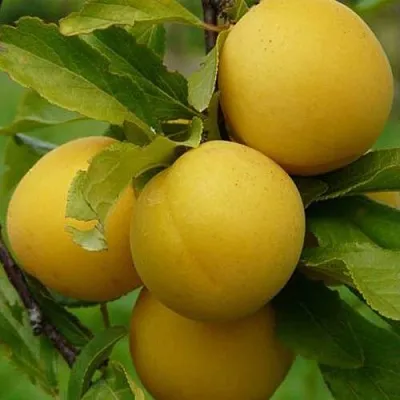 Слива СОЛНЫШКО  Слива СОЛНЫШКО в Омске