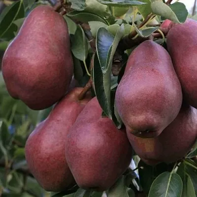 Груша РЕД ВИЛЬЯМС  Груша РЕД ВИЛЬЯМС в Омске