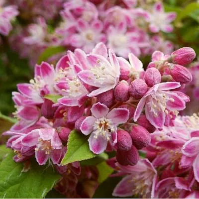 Дейция СТРОБЕРРИ ФИЛДС   Дейция СТРОБЕРРИ ФИЛДС  в Омске