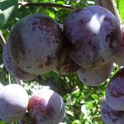 Слива РЕНКЛОД ХАРИТОНОВОЙ в Омске