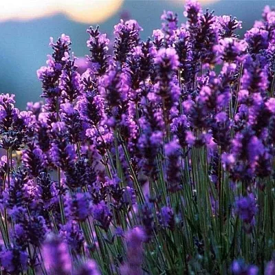 Лаванда  Лаванда в Омске