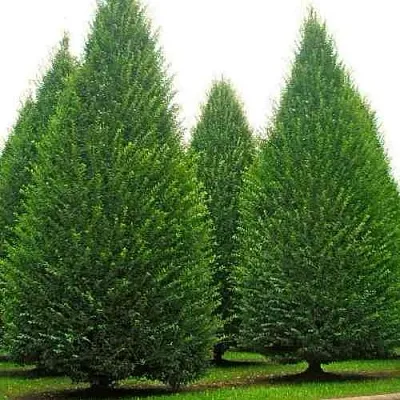 Граб   Граб  в Омске