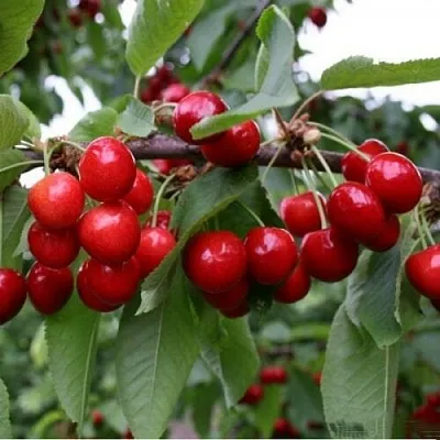 Черешня ДОНЕЦКАЯ КРАСАВИЦА  Черешня ДОНЕЦКАЯ КРАСАВИЦА в Омске