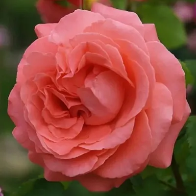 Саженцы роз ДИДИ БРИДЖУОТЕР плетистая  Саженцы роз ДИДИ БРИДЖУОТЕР плетистая в Омске