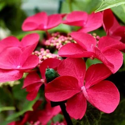 Гортензия РОТШВАНЦ крупнолистная  Гортензия РОТШВАНЦ крупнолистная в Омске