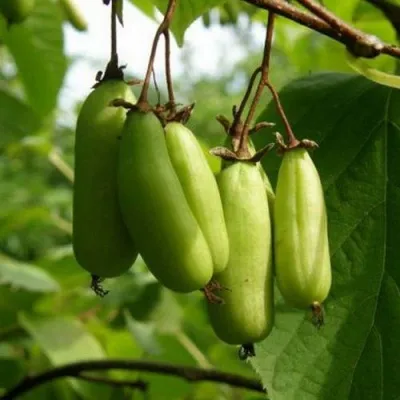 Актинидия ВИТАКОЛА коломикта — описание сорта Актинидия ВИТАКОЛА коломикта в Омске