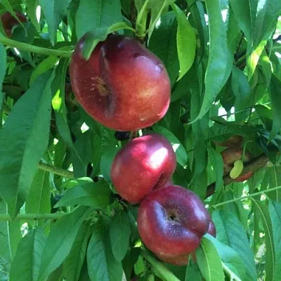 Нектарин ДОНАТ ИНЖИРНЫЙ  Нектарин ДОНАТ ИНЖИРНЫЙ в Омске