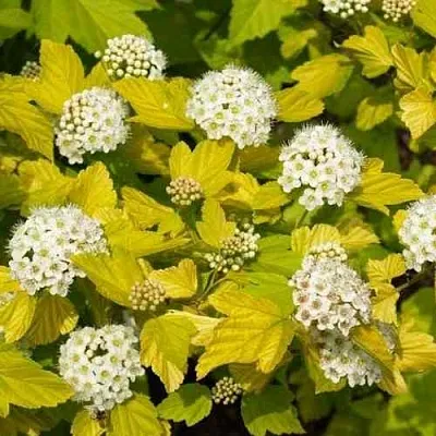 Пузыреплодник ДАРТС ГОЛД  Пузыреплодник ДАРТС ГОЛД в Омске