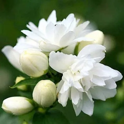 Жасмин ШНЕЕШТРУМ  Жасмин ШНЕЕШТРУМ в Омске