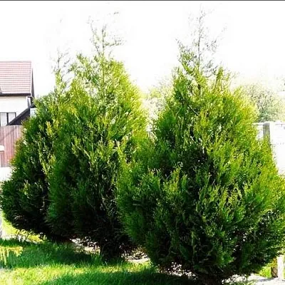 Туя АТРОВИРЕНС складчатая  Туя АТРОВИРЕНС складчатая в Омске