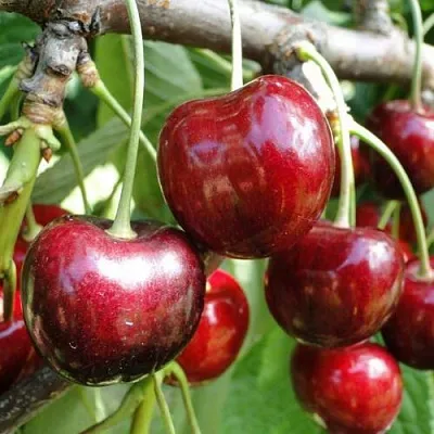 Черешня САШЕНЬКА  Черешня САШЕНЬКА в Омске