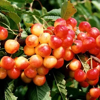 Черешня БЮТТНЕРА КРАСНАЯ  Черешня БЮТТНЕРА КРАСНАЯ в Омске