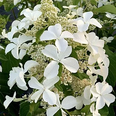 Гортензия ЛЕВАНА метельчатая  Гортензия ЛЕВАНА метельчатая в Омске