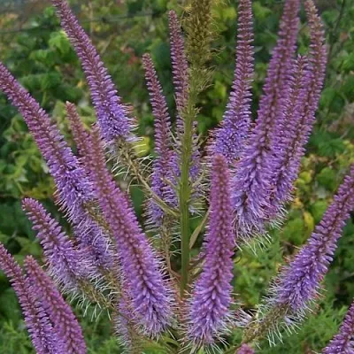 Вероникаструм ФАСЦИНЕЙШН  Вероникаструм ФАСЦИНЕЙШН в Омске