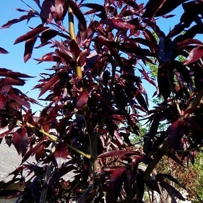 Персик БУРГУНДИ краснолистный  Персик БУРГУНДИ краснолистный в Омске