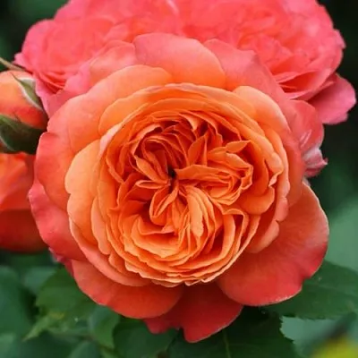 Саженцы роз ЭМИЛЬЕН ГИЙО шраб  Саженцы роз ЭМИЛЬЕН ГИЙО шраб в Омске