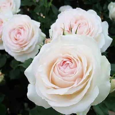 Саженцы роз ПАЛЕ РОЯЛЬ плетистая  Саженцы роз ПАЛЕ РОЯЛЬ плетистая в Омске