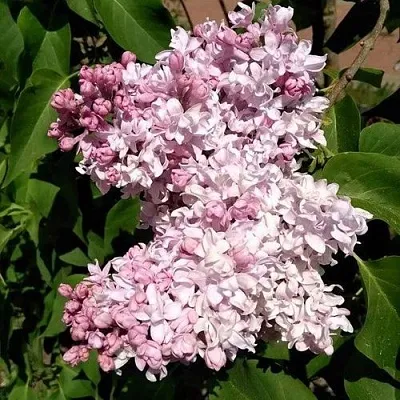 Сирень МИЛОСЕРДИЕ  Сирень МИЛОСЕРДИЕ в Омске