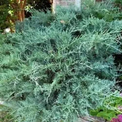 Можжевельник ГРЕЙ ОУЛ виргинский — описание сорта Можжевельник ГРЕЙ ОУЛ виргинский в Омске