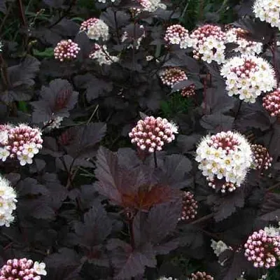 Пузыреплодник ДИАБЛО  Пузыреплодник ДИАБЛО в Омске