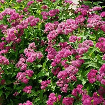 Спирея КРИСПА японская  Спирея КРИСПА японская в Омске