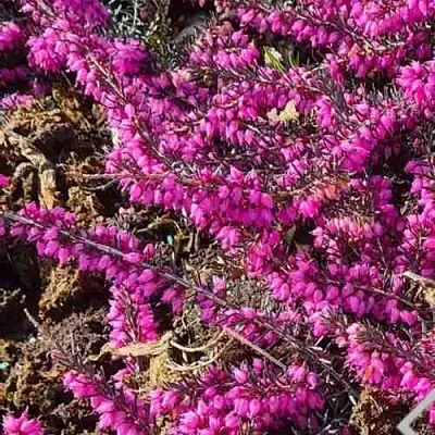 Вереск  Вереск в Омске