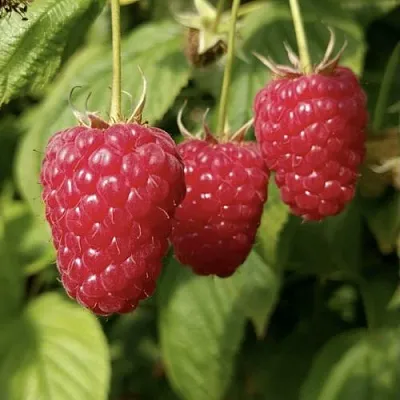 Малина МАПЕМА   Малина МАПЕМА  в Омске