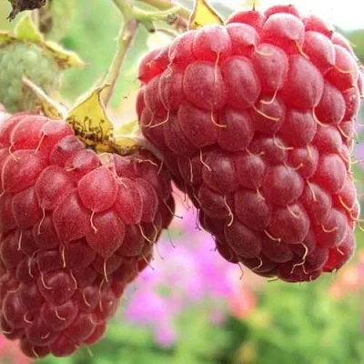 Саженцы малины Маросейка Саженцы малины Маросейка