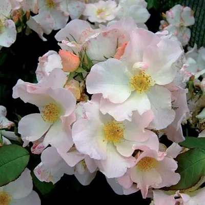 Саженцы роз САЛЛИ ХОЛМС мускусная  Саженцы роз САЛЛИ ХОЛМС мускусная в Омске