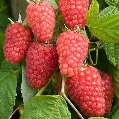 Малина КАСКАД ДЕЛАЙТ  Малина КАСКАД ДЕЛАЙТ в Омске