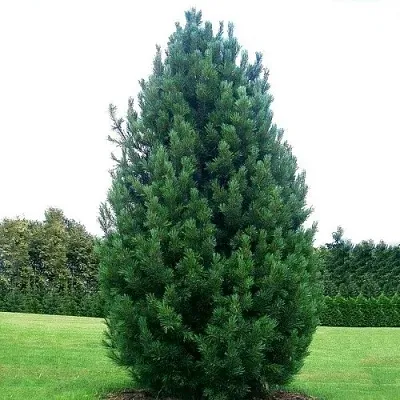 Сосна кедровая   Сосна кедровая  в Омске