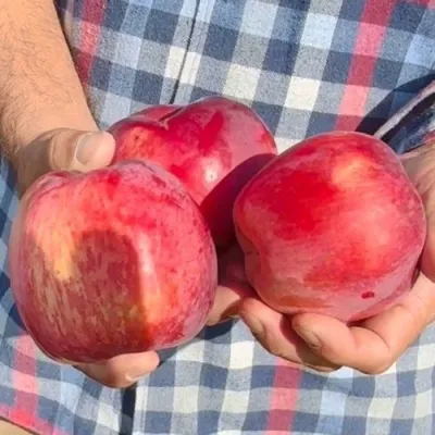 Яблоня ПАМЯТЬ КОВАЛЕНКО в Омске