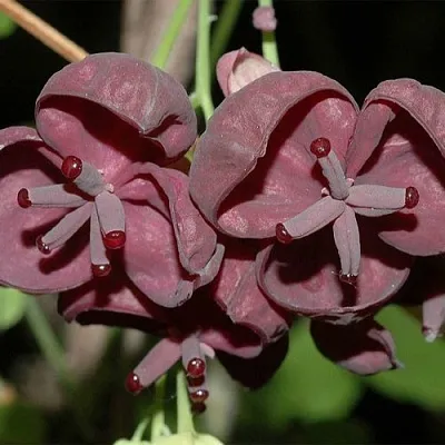 Акебия  Акебия в Омске
