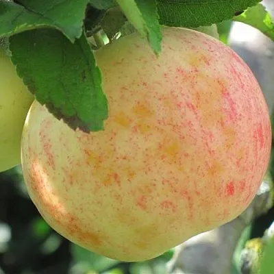 Яблоня ЛЕТНЕЕ СЛАДКОЕ  Яблоня ЛЕТНЕЕ СЛАДКОЕ в Омске