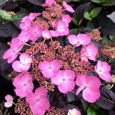 Гортензия ДАРЕДЕВИЛ пильчатая  Гортензия ДАРЕДЕВИЛ пильчатая в Омске