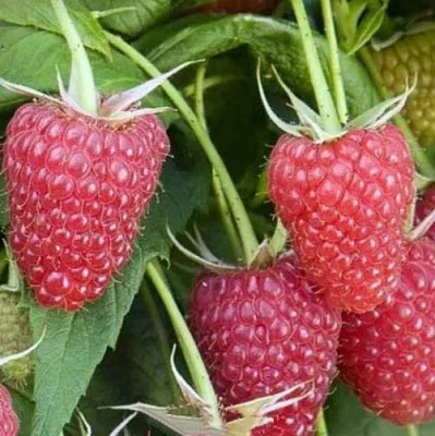 Малина ЕВРАЗИЯ в Омске