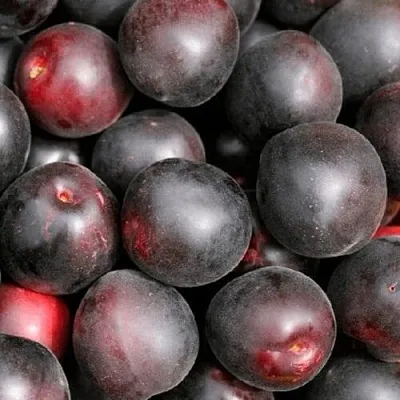 Абрикос ЧЕРНЫЙ ПРИНЦ в Омске