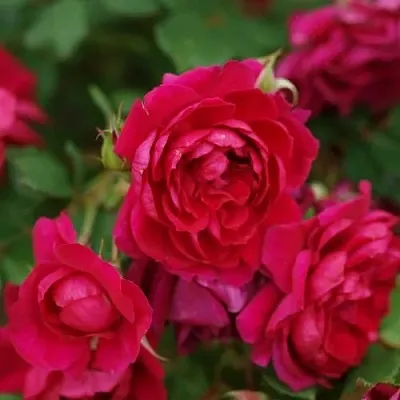 Саженцы роз КВАДРА плетистая  Саженцы роз КВАДРА плетистая в Омске