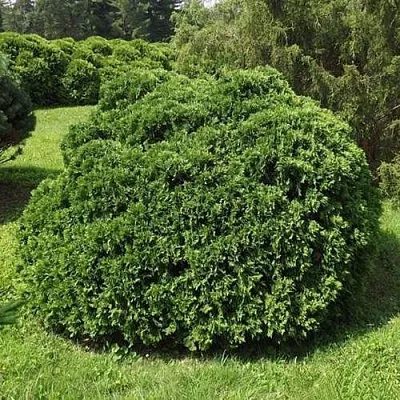 Туя УМБРАКУЛИФЕРА западная  Туя УМБРАКУЛИФЕРА западная в Омске