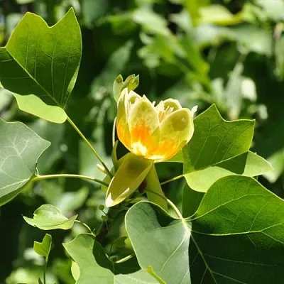 ЛИРИОДЕНДРОН тюльпанный  ЛИРИОДЕНДРОН тюльпанный в Омске