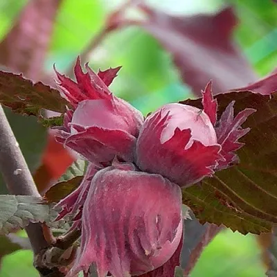 Фундук КАРДИНАЛ  Фундук КАРДИНАЛ в Омске