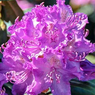 Рододендрон АЛЬФРЕД  Рододендрон АЛЬФРЕД в Омске