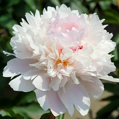 Пион АЛЕРТИ травянистый  Пион АЛЕРТИ травянистый в Омске