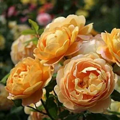 Саженцы роз ГОЛДЕН СЕЛЕБРЕЙШЕН английская  Саженцы роз ГОЛДЕН СЕЛЕБРЕЙШЕН английская в Омске