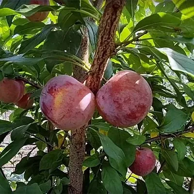 Плуот ГЕО ПРАЙД  Плуот ГЕО ПРАЙД в Омске