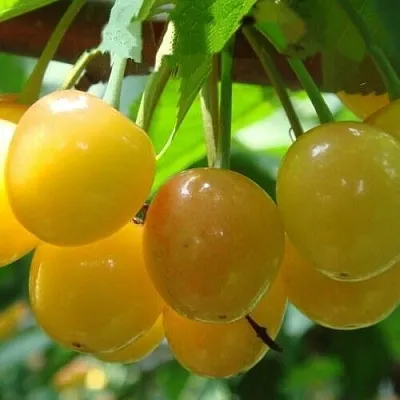 Черешня ЯНТАРНАЯ  Черешня ЯНТАРНАЯ в Омске