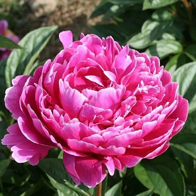 Пион СЕБАСТЬЯН МААС травянистый  Пион СЕБАСТЬЯН МААС травянистый в Омске